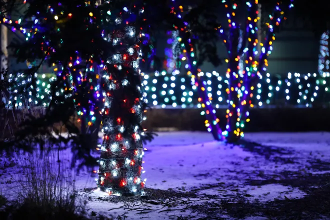Red and cool white &#039;candy cane&#039; trunk wraps on trees in Winnipeg, MB