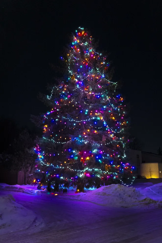 A combination of three layers of Christmas lights installed on an evergreen tree in Winnipeg, MB
