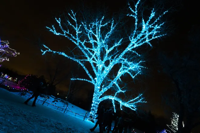 Turquoise Christmas lights installed on a large deciduous tree at Zoo Lights, Winnipeg, MB