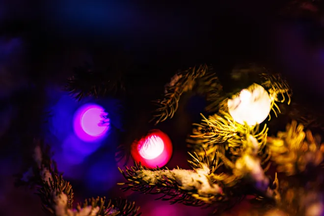 Multicolour lights on a wintery pine tree