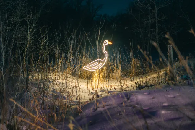Custom designed &#039;LED Swan&#039; at Zoo Lights, Winnipeg, MB