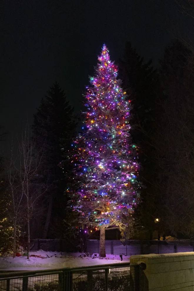 Three layers of custom lights installed on a 40&#039; evergreen tree in Winnipeg, MB