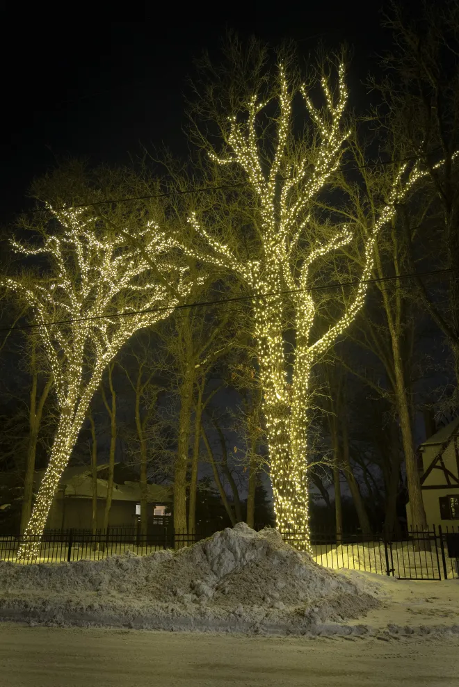 Warm white lights trunk wrapped on two large trees in Winnipeg, MB