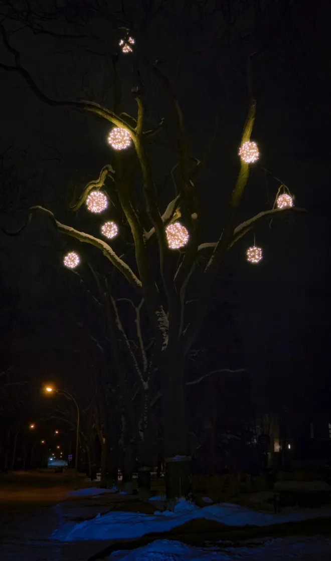 Warm white white &#039;Wrapped&#039; light spheres installed on a deciduous tree in Winnipeg, MB